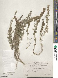 Teucrium chamaedrys image