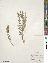 Teucrium chamaedrys image