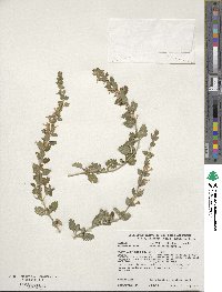 Teucrium chamaedrys image