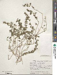 Teucrium chamaedrys image