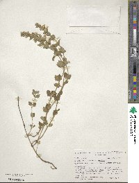 Teucrium chamaedrys image