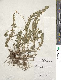 Teucrium chamaedrys image