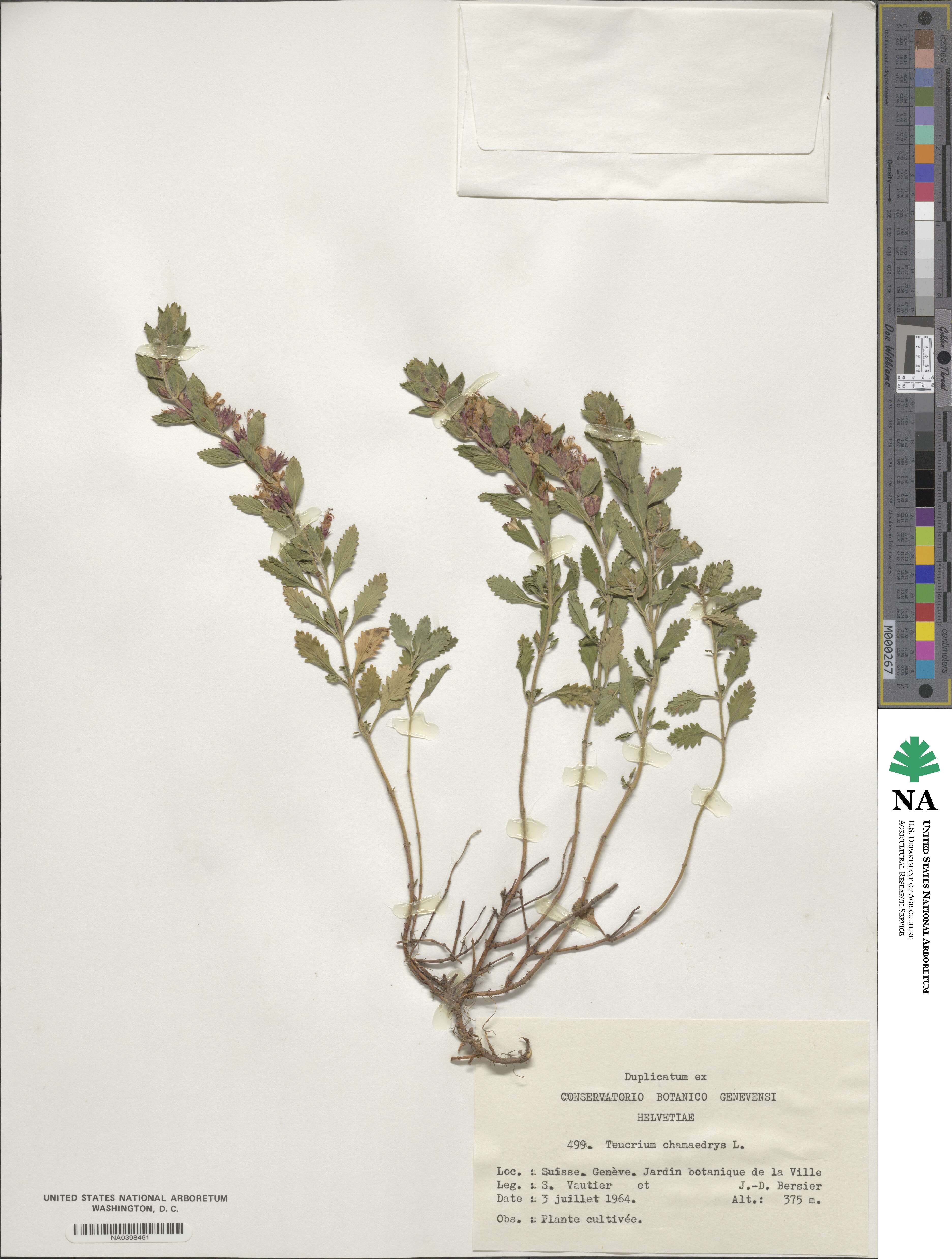 Teucrium chamaedrys image