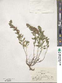 Teucrium chamaedrys image