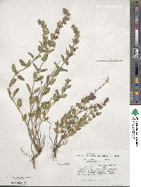 Teucrium chamaedrys image