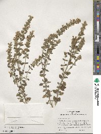 Teucrium chamaedrys image