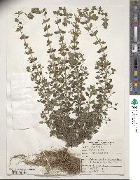 Teucrium chamaedrys image