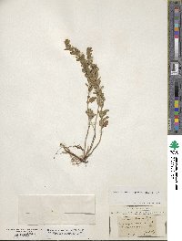 Teucrium chamaedrys image