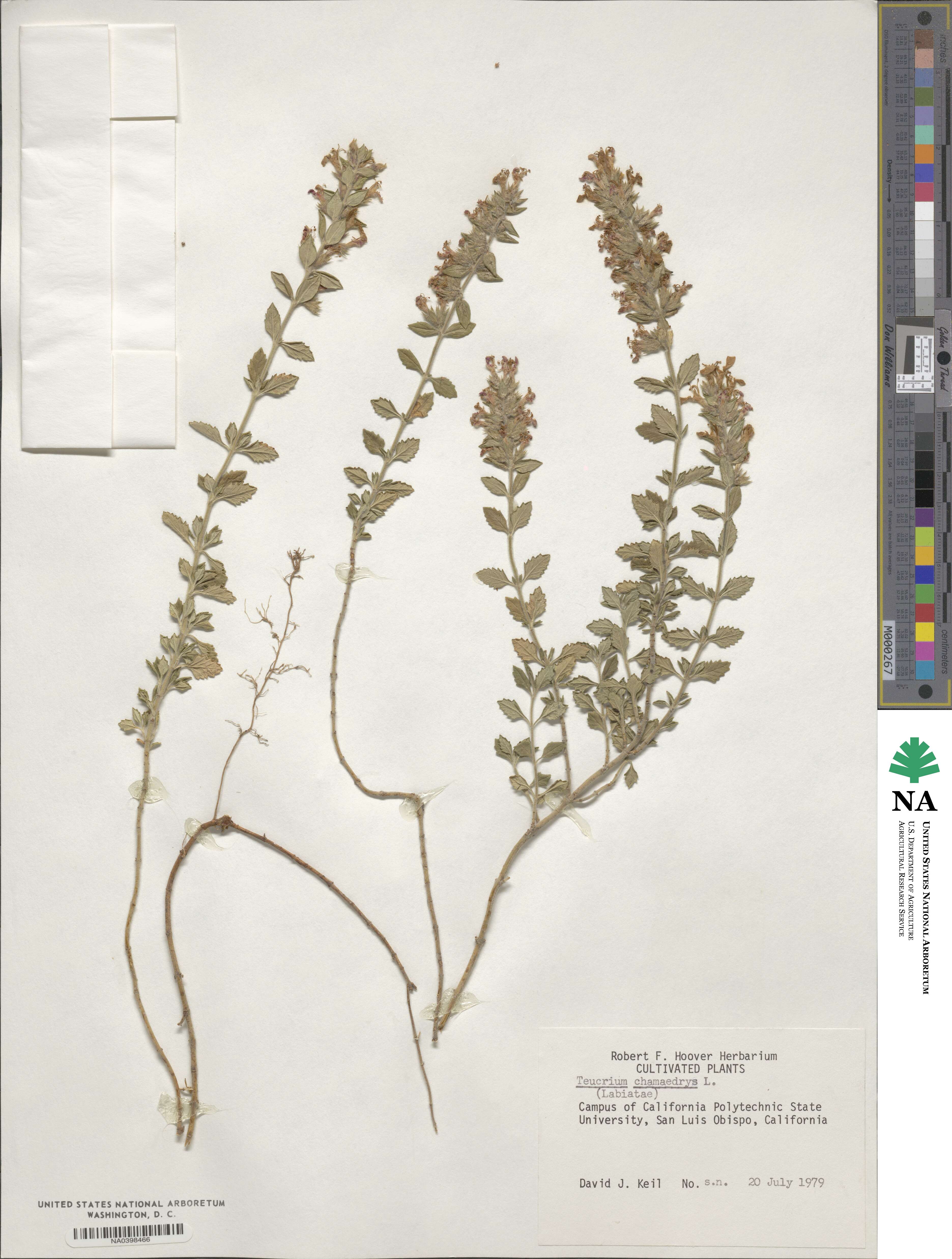 Teucrium chamaedrys image
