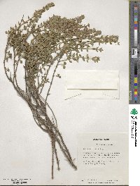 Teucrium chamaedrys image