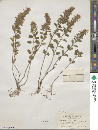 Teucrium chamaedrys image