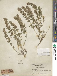 Teucrium chamaedrys image