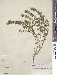 Teucrium chamaedrys image