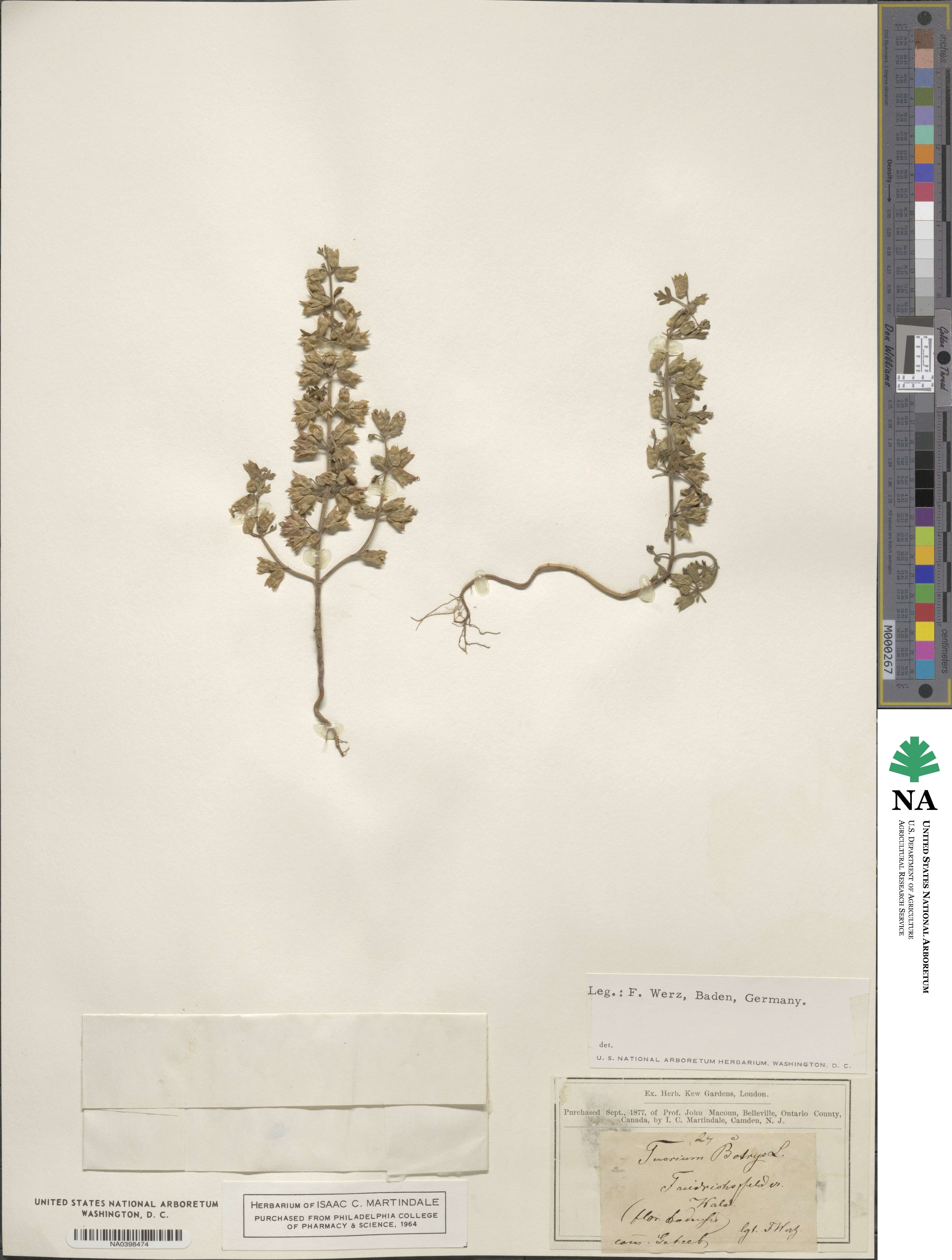Teucrium botrys image