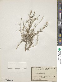 Teucrium racemosum image