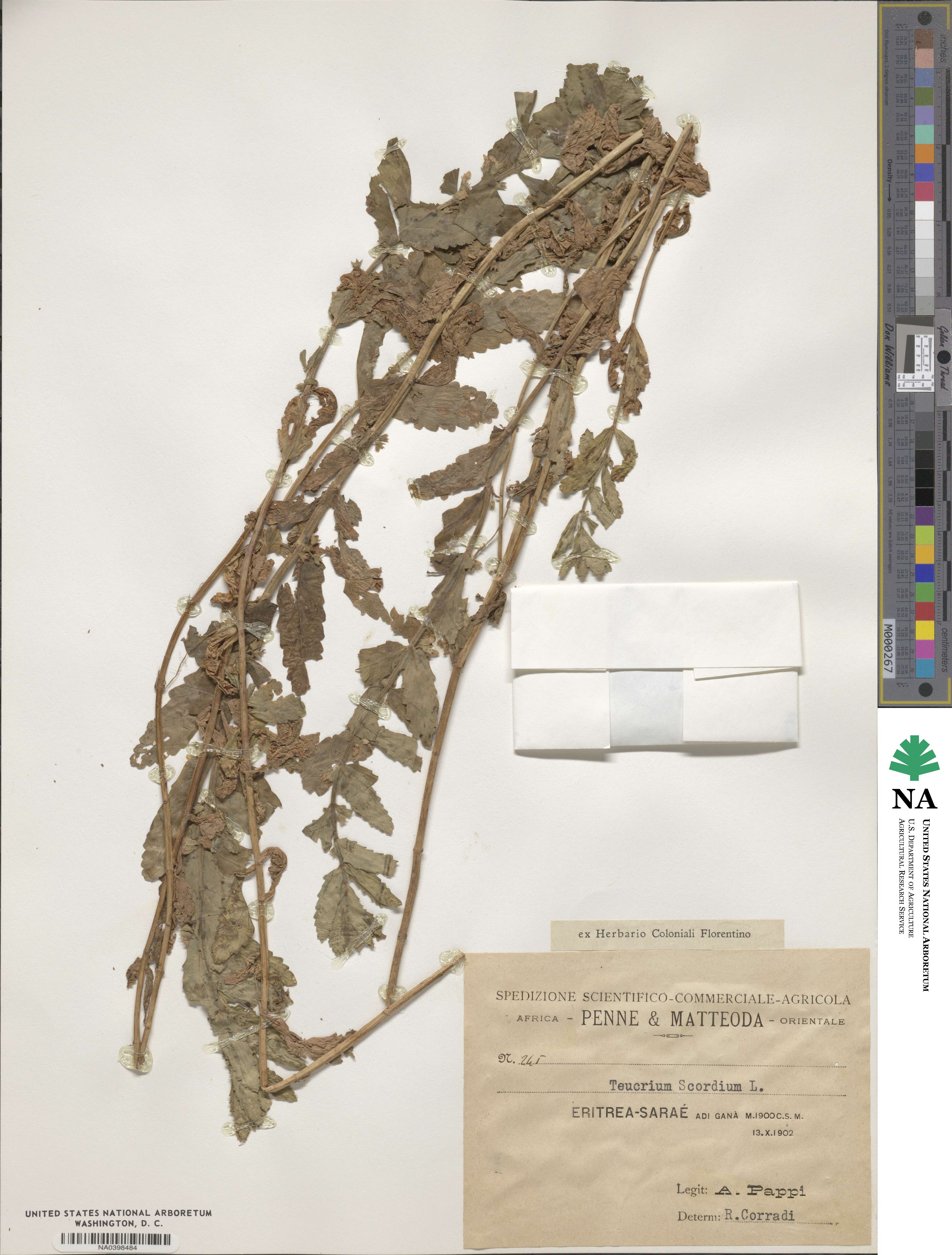 Teucrium scordium image