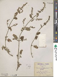 Image of Teucrium pseudoscorodonia