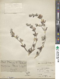 Teucrium fruticans image