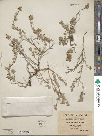 Image of Teucrium faurei