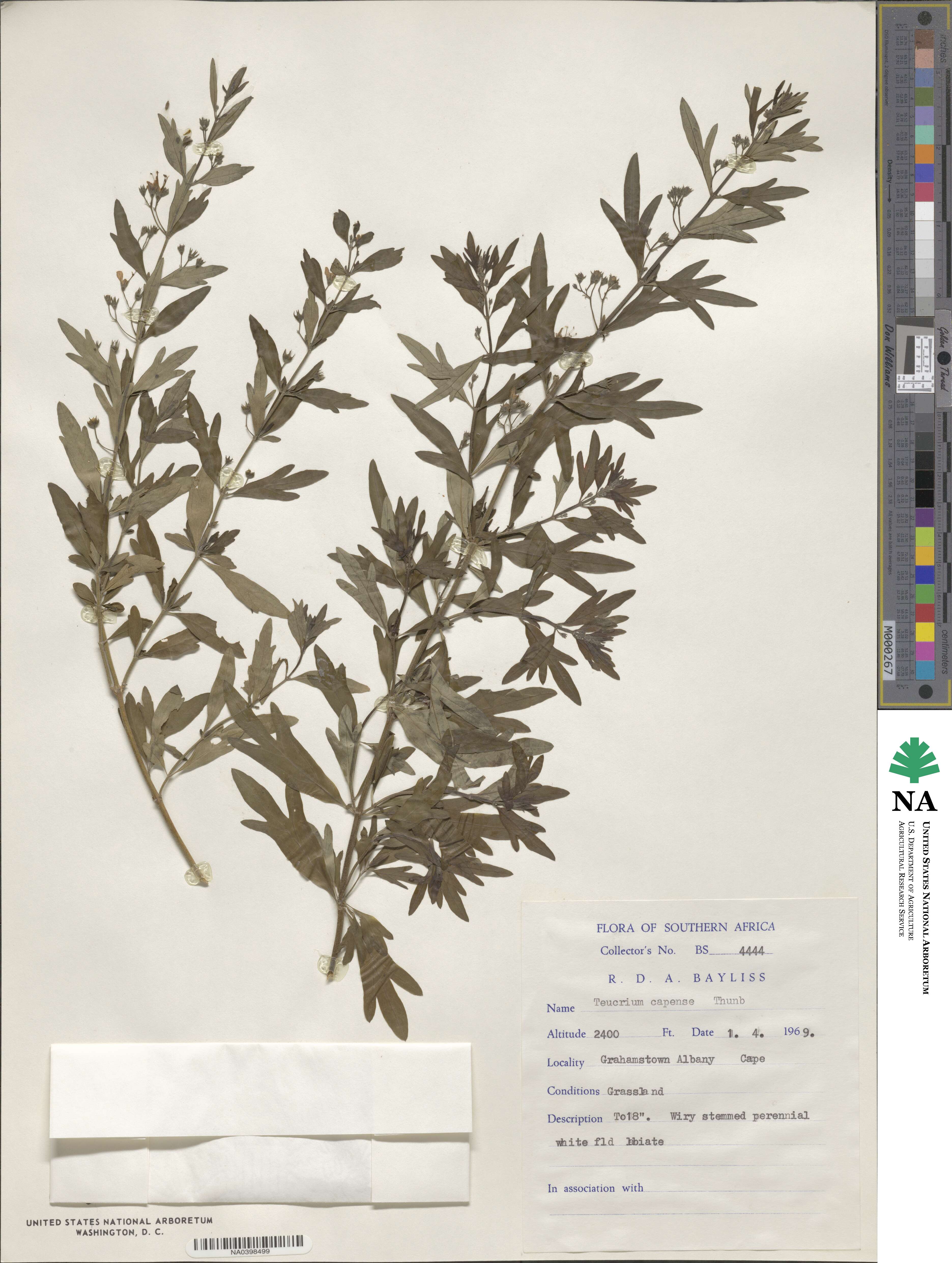 Teucrium trifidum image