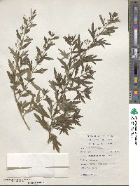 Image of Teucrium trifidum