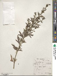 Image of Teucrium africanum