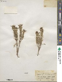 Teucrium laciniatum image