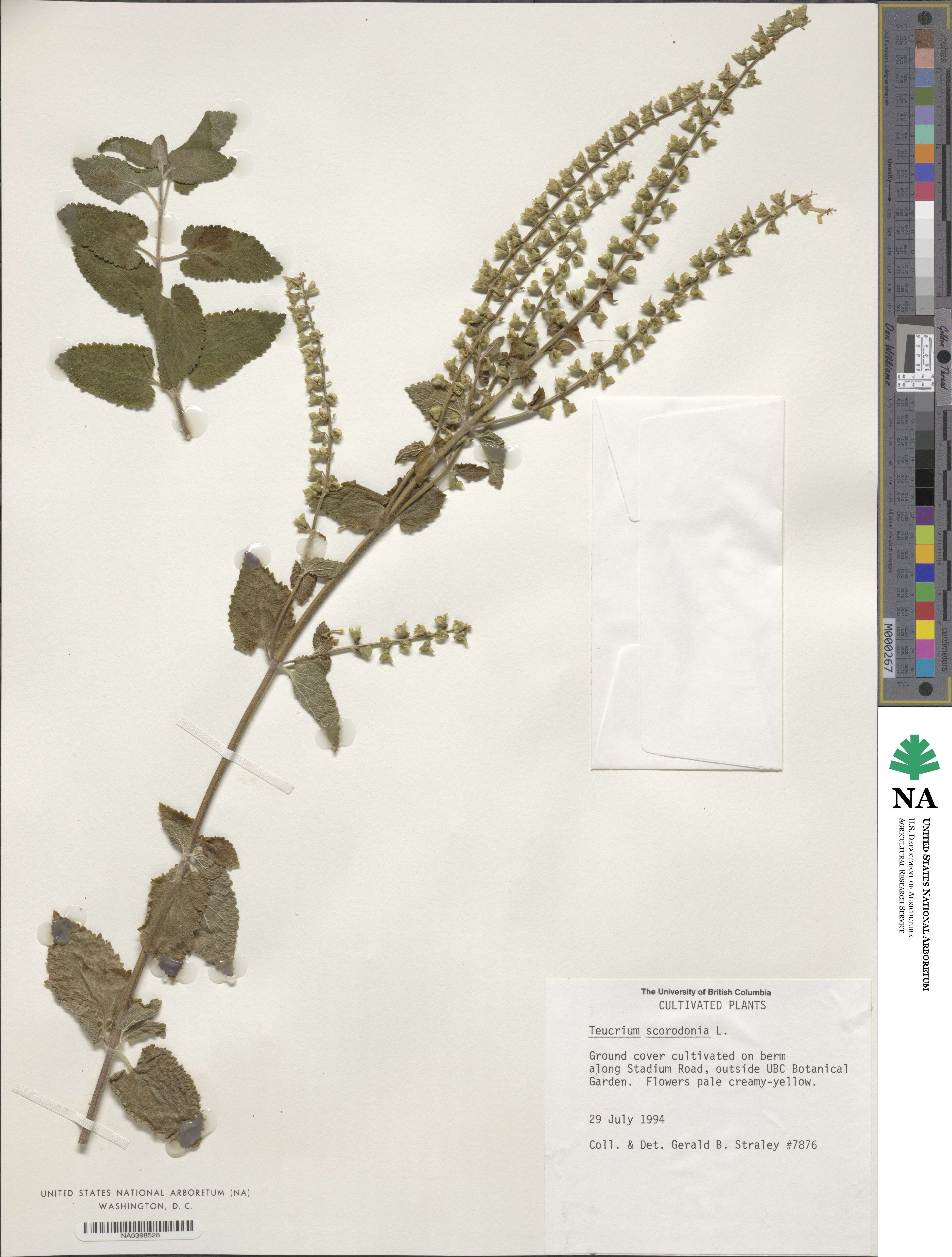 Teucrium scorodonia image