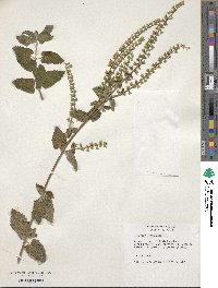 Teucrium scorodonia image