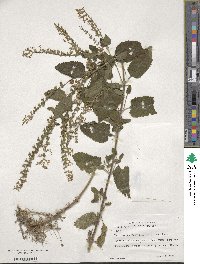 Teucrium scorodonia image