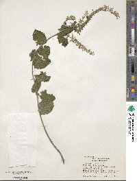 Teucrium scorodonia image