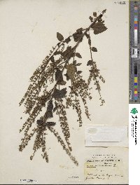 Teucrium scorodonia image