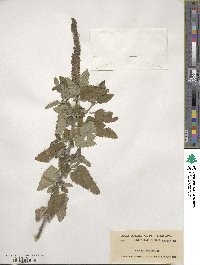 Image of Teucrium hircanicum