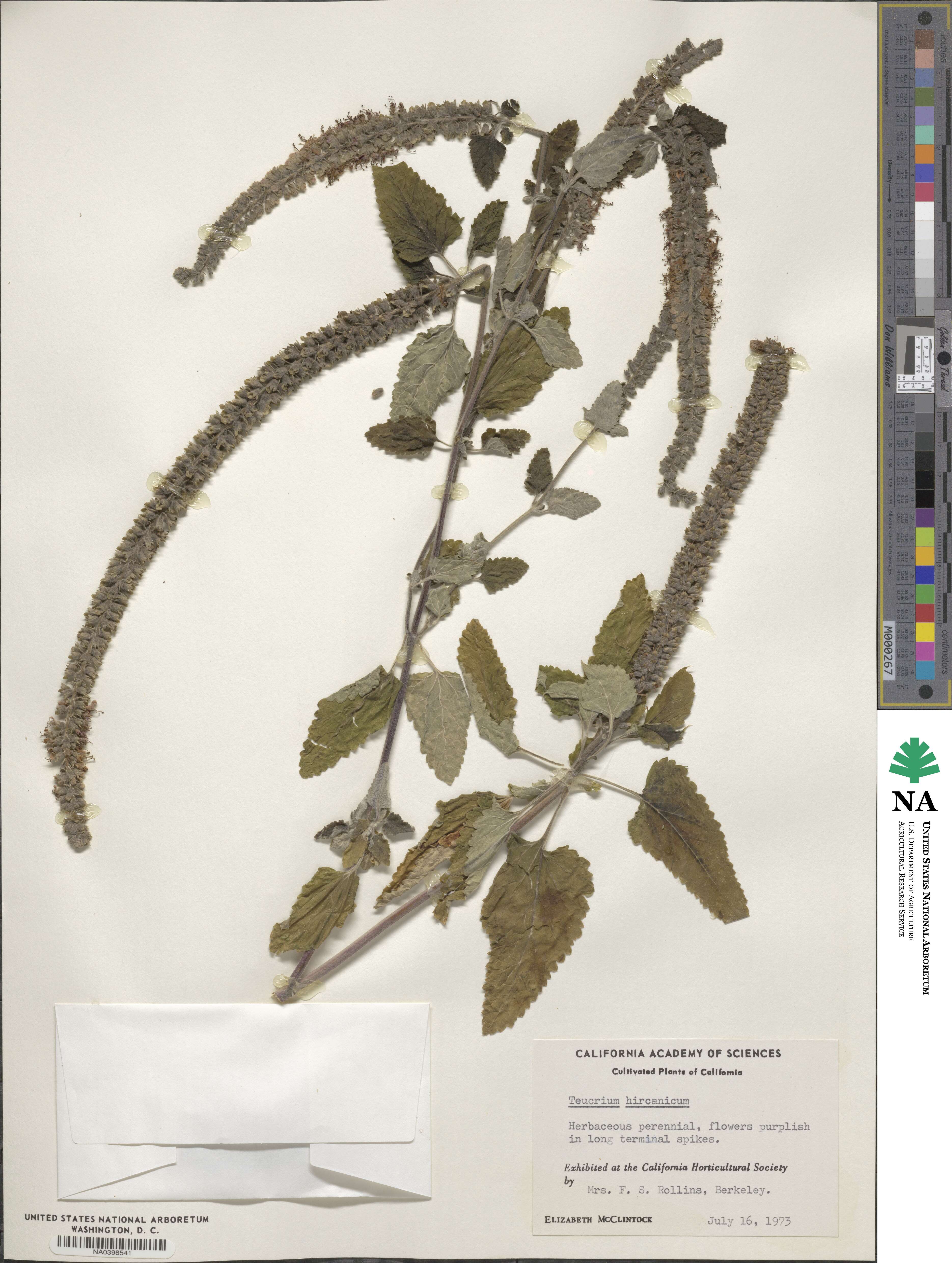 Teucrium hircanicum image