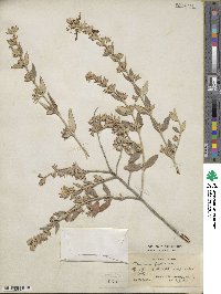 Teucrium fruticans image