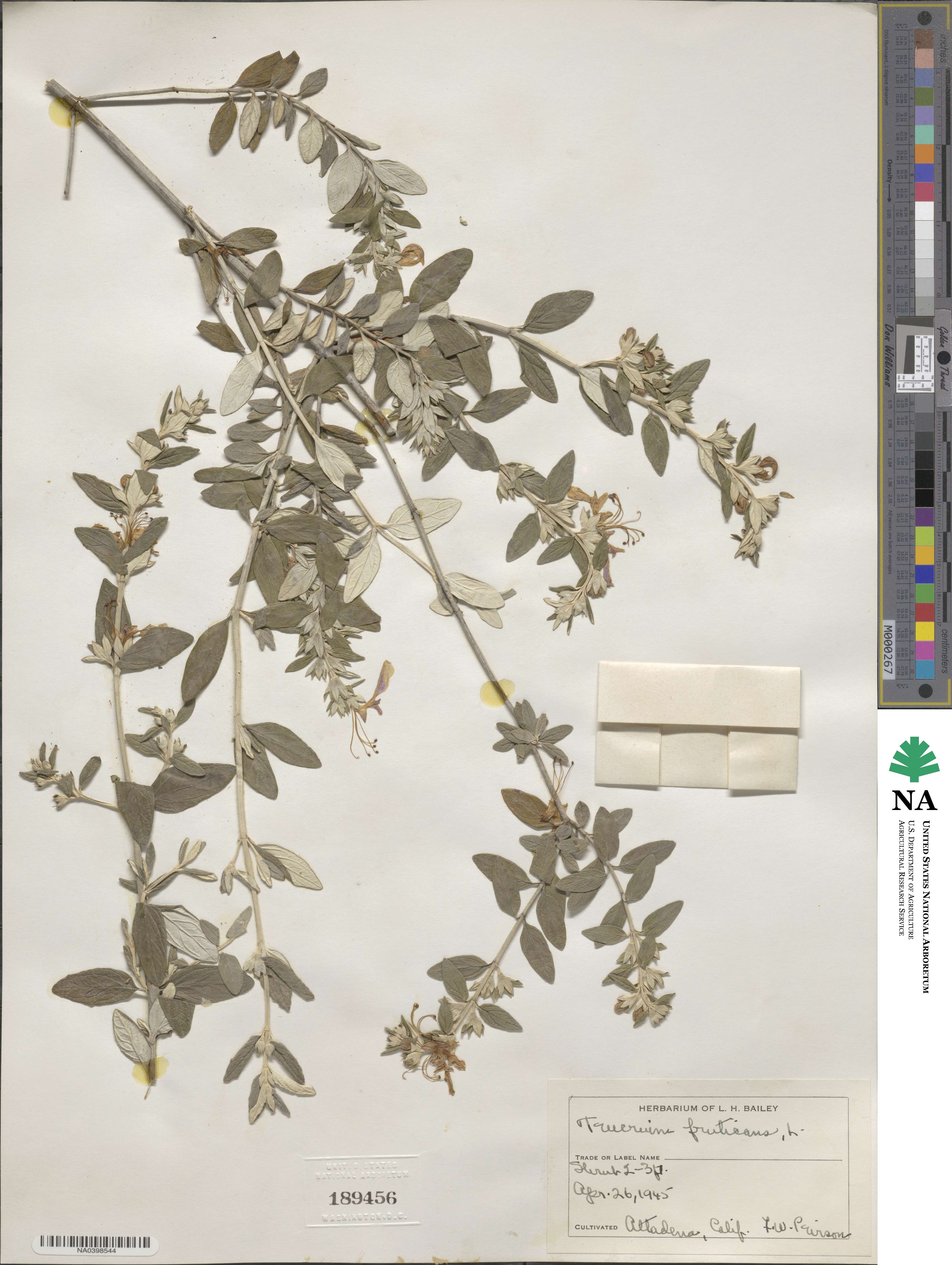 Teucrium fruticans image