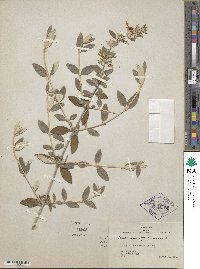 Teucrium fruticans image