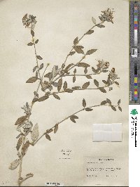 Teucrium fruticans image