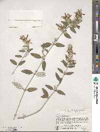 Teucrium fruticans image