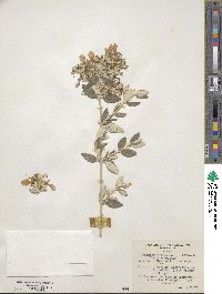 Teucrium fruticans image