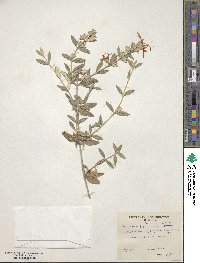 Teucrium fruticans image