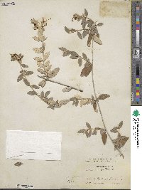 Teucrium fruticans image