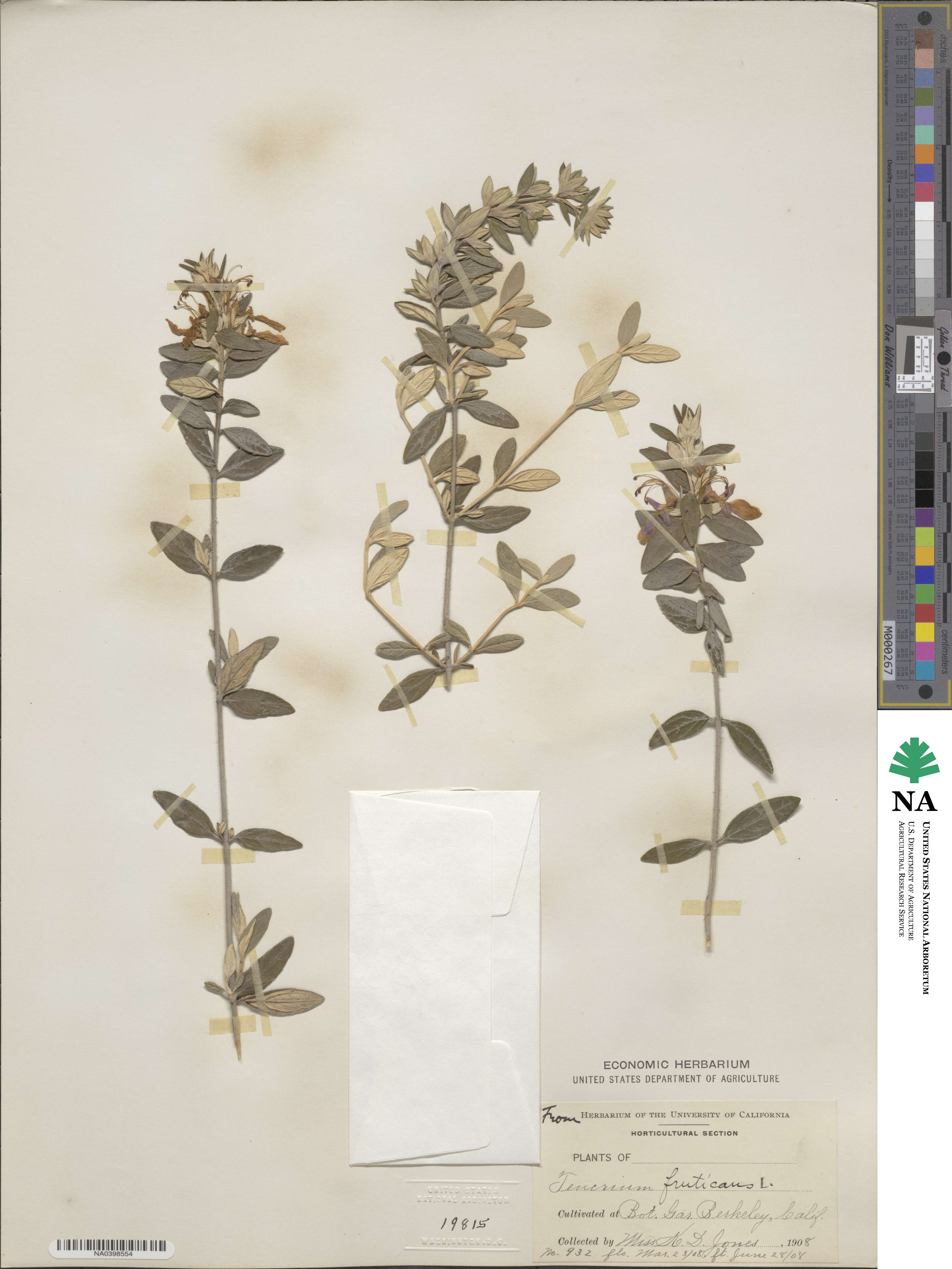 Teucrium fruticans image