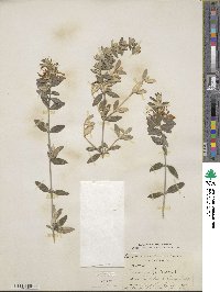 Teucrium fruticans image