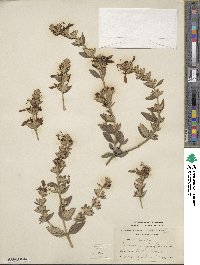 Teucrium fruticans image