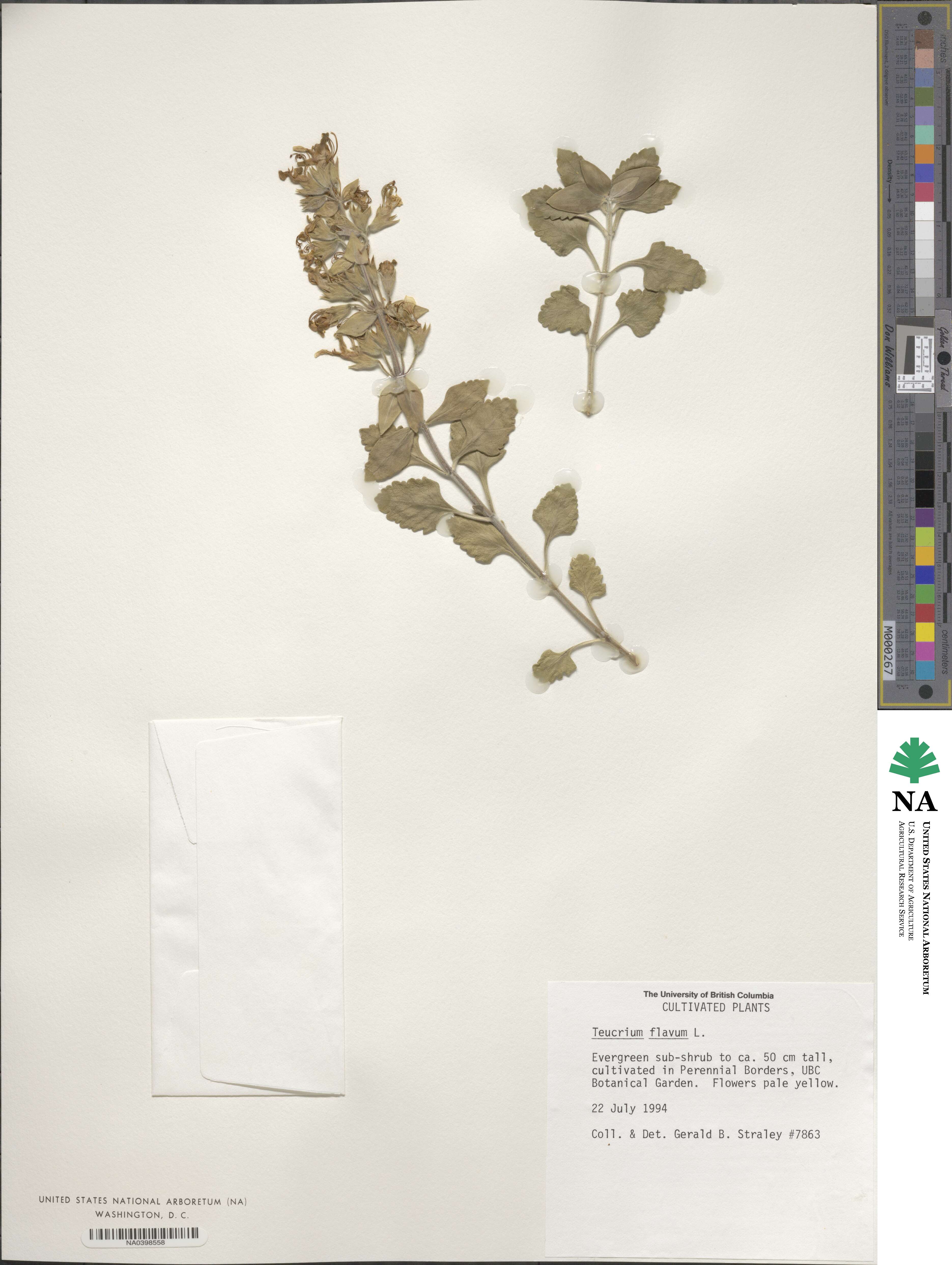 Teucrium flavum image