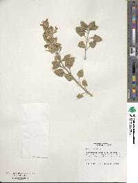 Teucrium flavum image