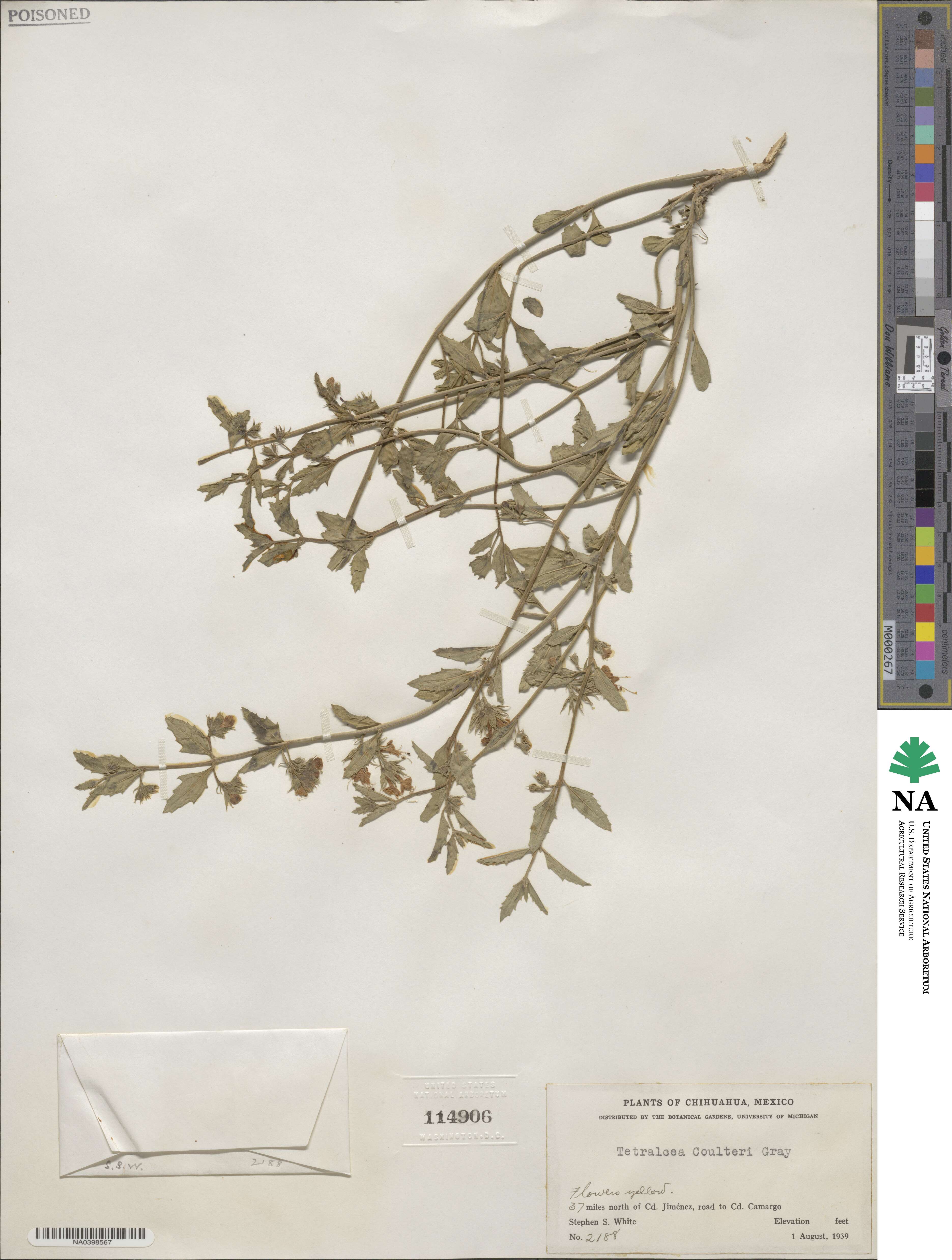 Tetraclea coulteri image