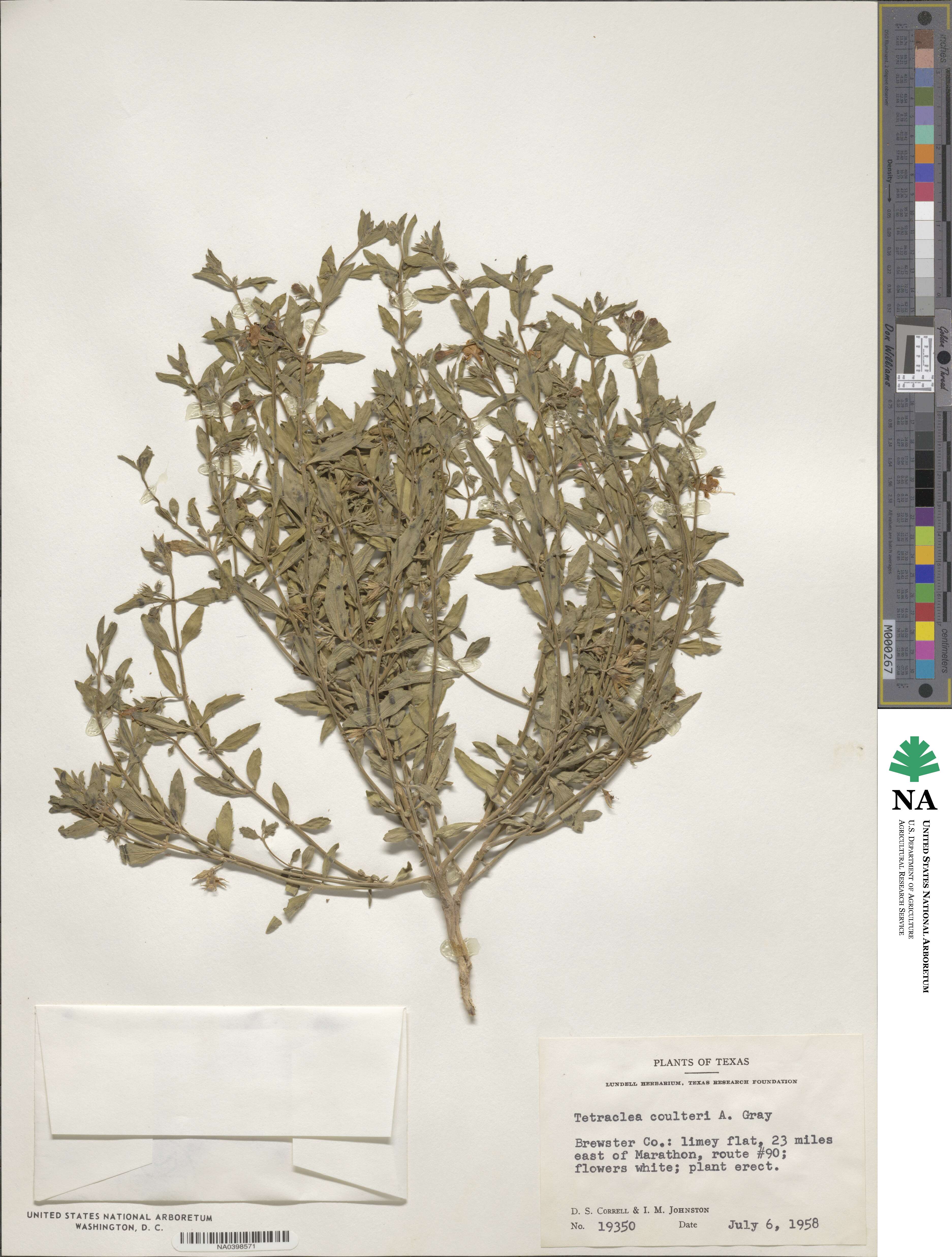 Tetraclea coulteri image