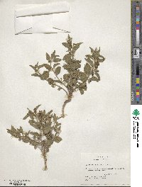 Tetraclea coulteri image